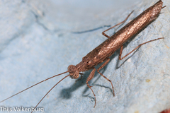 Perlamantis alliberti