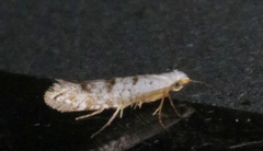 Argyresthia thuiella