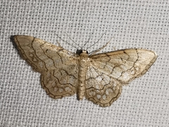Idaea moniliata