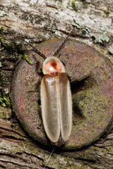 Photinus marginellus
