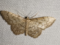 Idaea moniliata
