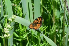 Phyciodes mylitta arizonensis