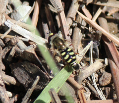 Eupeodes volucris