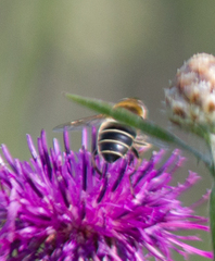 Eristalis nemorum