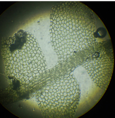 Chiloscyphus polyanthos polyanthos