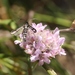 Thrift Clearwing - Photo (c) James Bailey, some rights reserved (CC BY-NC), uploaded by James Bailey