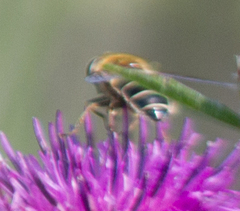 Eristalis nemorum