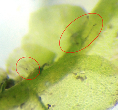 Chiloscyphus polyanthos polyanthos