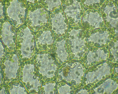 Chiloscyphus polyanthos polyanthos