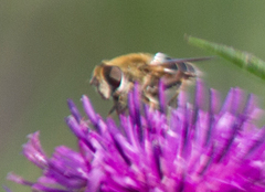 Eristalis nemorum