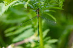 Chalcolestes viridis