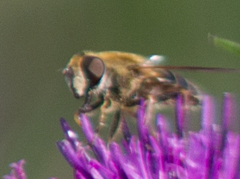 Eristalis nemorum