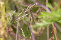 Chalcolestes viridis