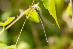 Chalcolestes viridis