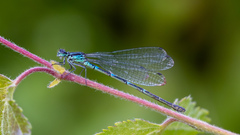 Coenagrion pulchellum