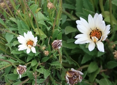 Arctotis pinnatifida