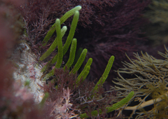 Caulerpa brownii