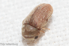 Xyletinus bucephalus