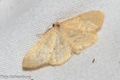 Idaea obsoletaria