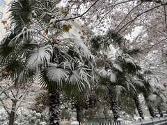 Trachycarpus fortunei