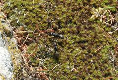 Camponotus saxatilis