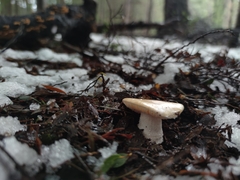 Amanita diemii