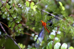Aurotipula flavoscapa