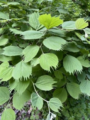 Celtis koraiensis