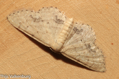 Idaea belemiata