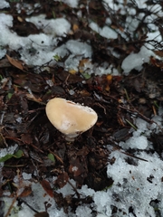 Amanita diemii