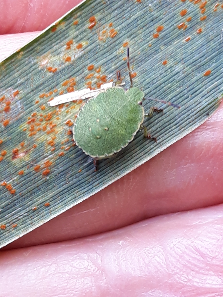 Green shield bug (Palomena prasina)
