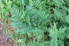 Dryopteris carthusiana