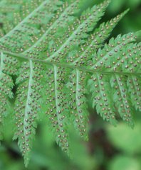Dryopteris carthusiana