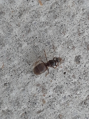 Lasius