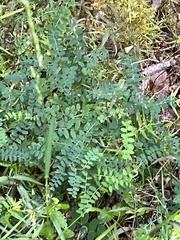 Vicia sylvatica