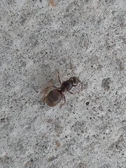 Lasius