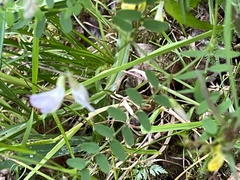 Vicia sylvatica