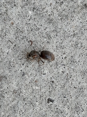 Lasius