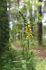 Agrimonia pilosa