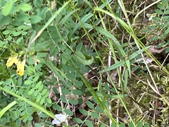 Vicia sylvatica