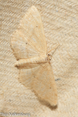 Idaea obsoletaria