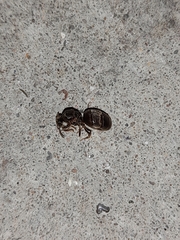Lasius
