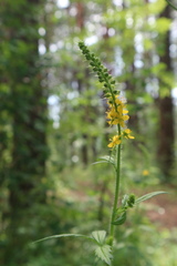Agrimonia pilosa