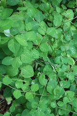 Lonicera caprifolium