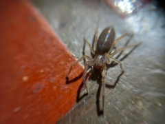 Cheiracanthium inclusum