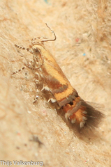 Aristotelia mirabilis