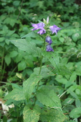 Campanula latifolia