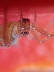 Cheiracanthium inclusum