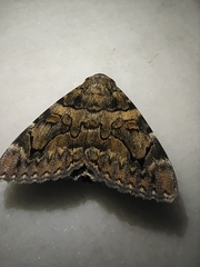 Catocala coniuncta