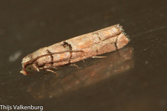 Blastesthia tessulatana